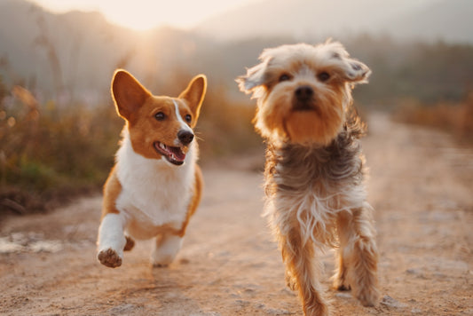 Everyday walking harness — PawSaathi demo lifestyle image