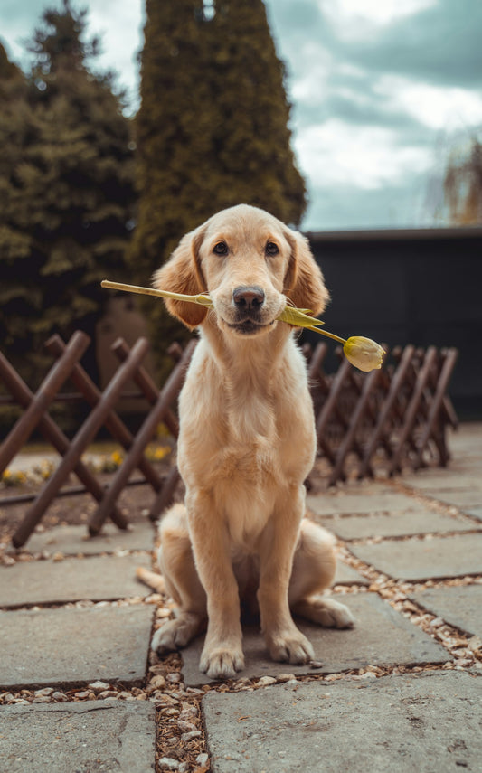 Cotton rope lead — PawSaathi demo lifestyle image