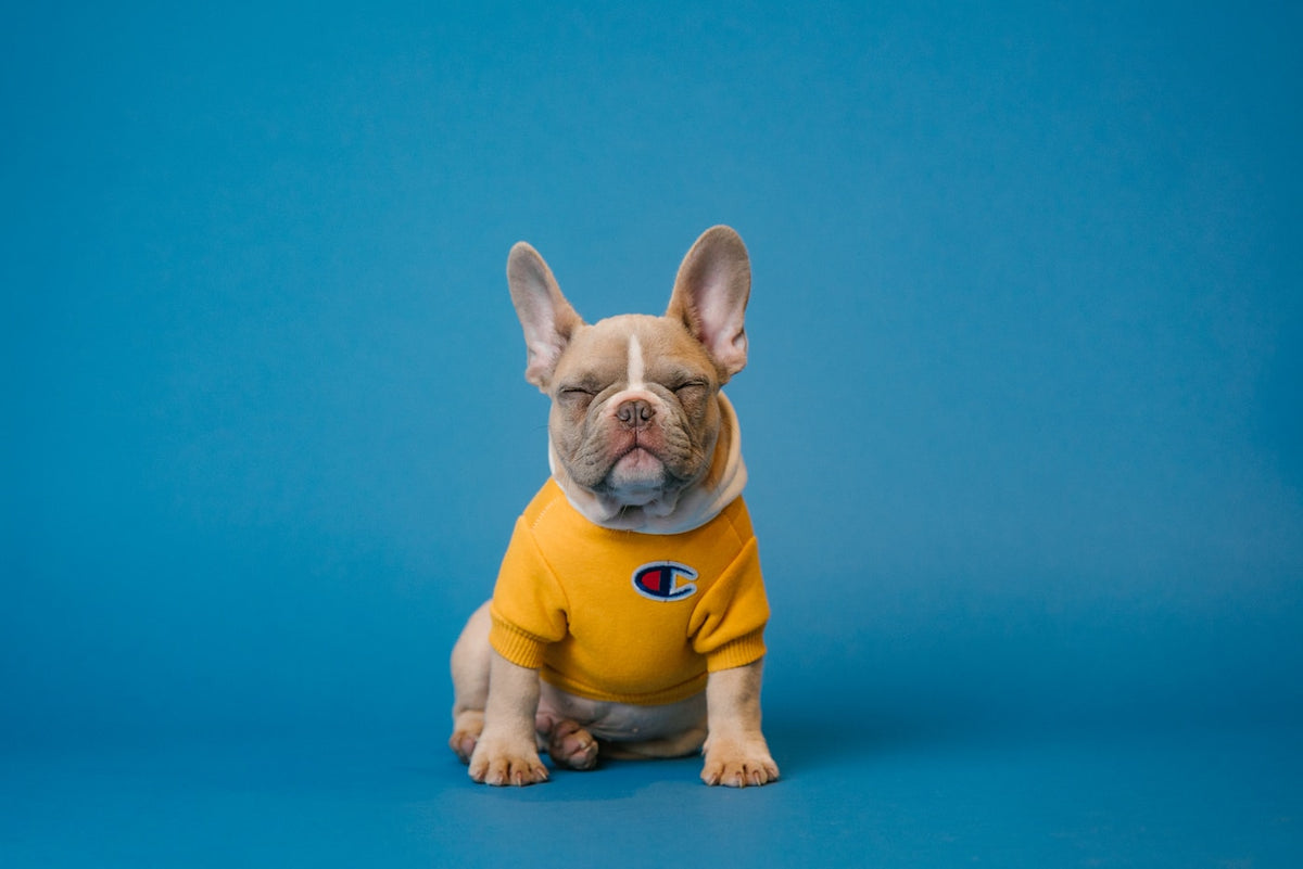 Chase & tumble ball — PawSaathi demo lifestyle image